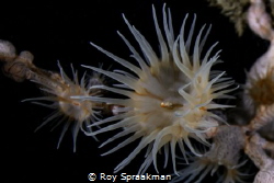 Anemone Coral, found resident about 25 metres inside cave... by Roy Spraakman 